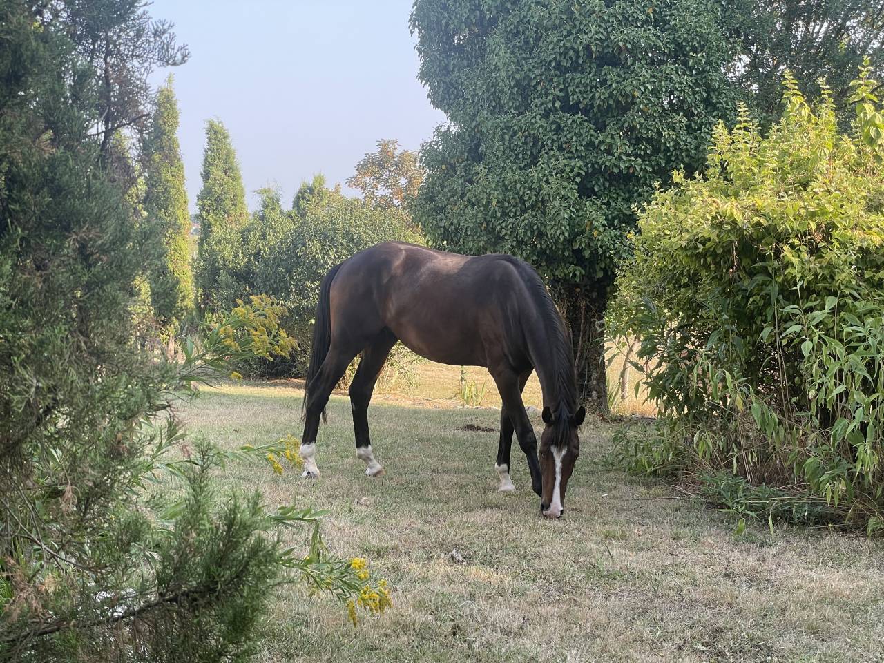 Une promesse KWPN 2 ans