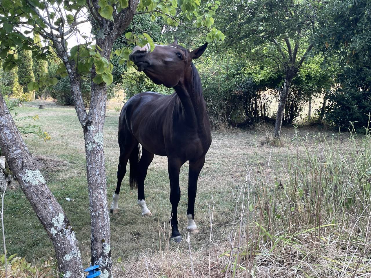 Une promesse KWPN 2 ans