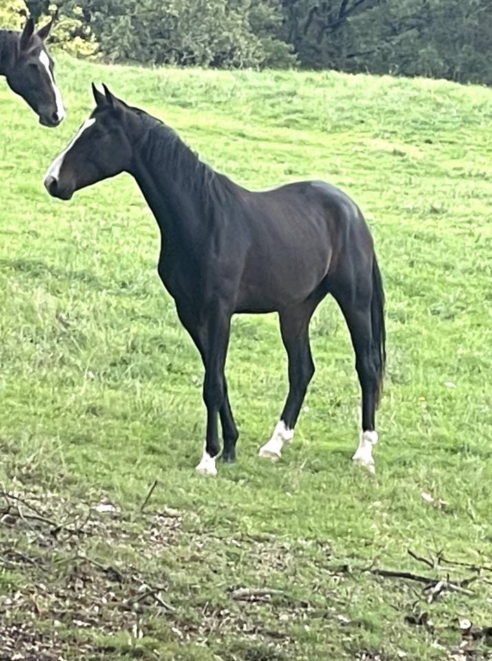 Une promesse KWPN 2 ans