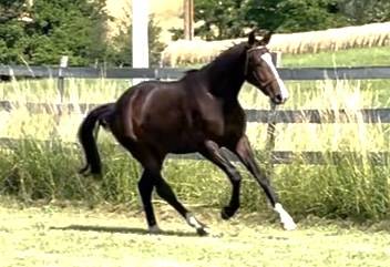 Une promesse KWPN 2 ans