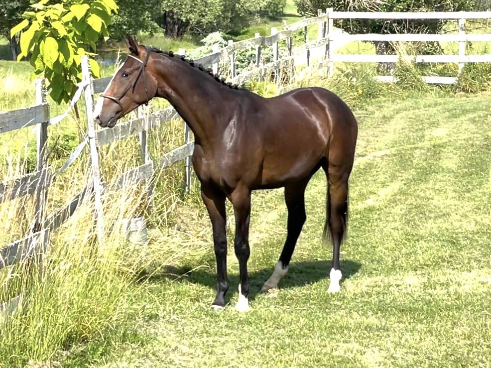 Une promesse KWPN 2 ans