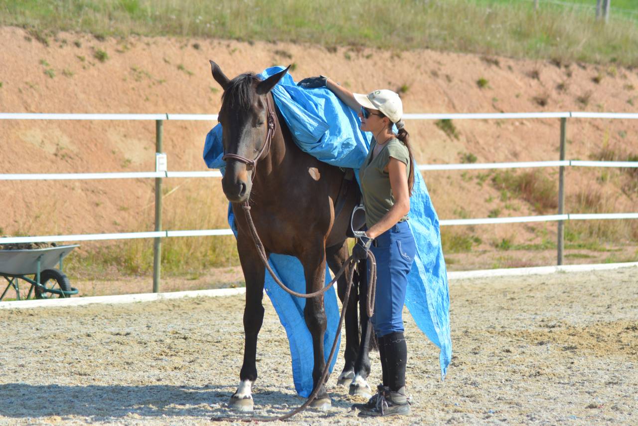 Cours particuliers équitation 
