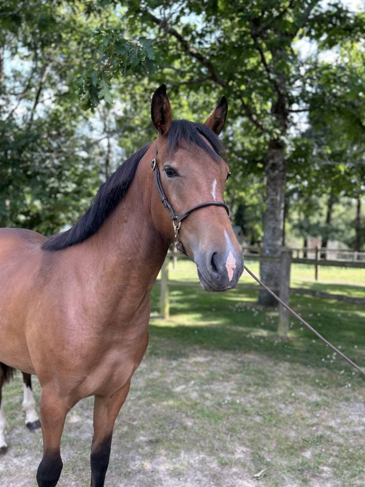 Très belle pouliche 2 ans 