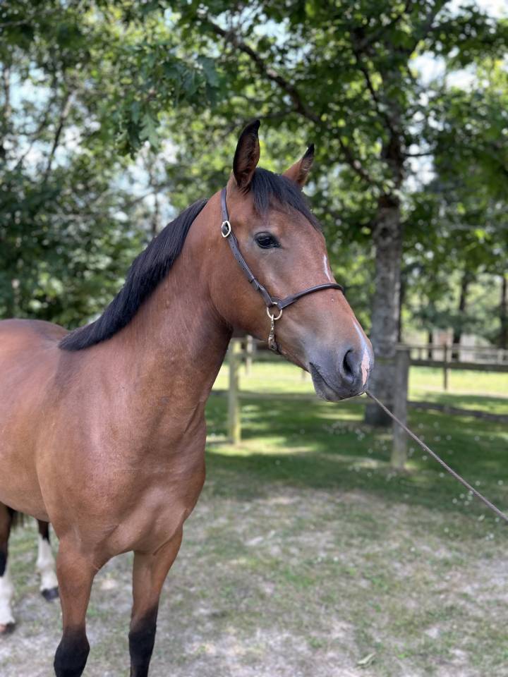 Très belle pouliche 2 ans 