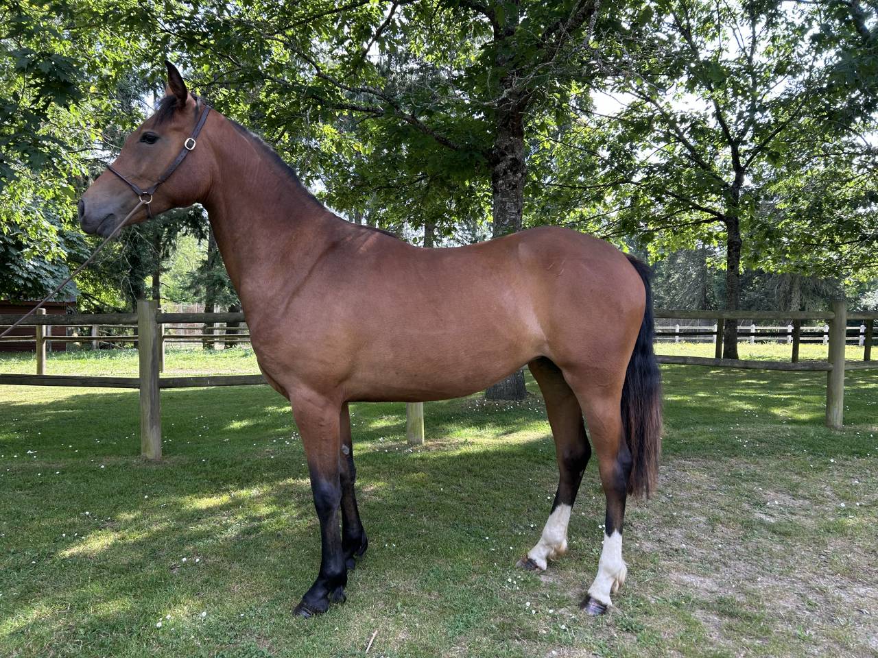 Très belle pouliche 2 ans 
