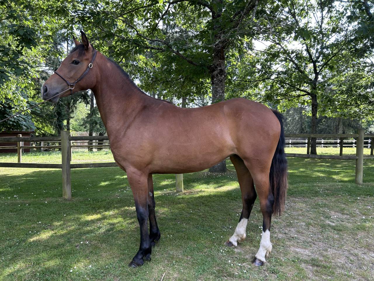Très belle pouliche 2 ans 