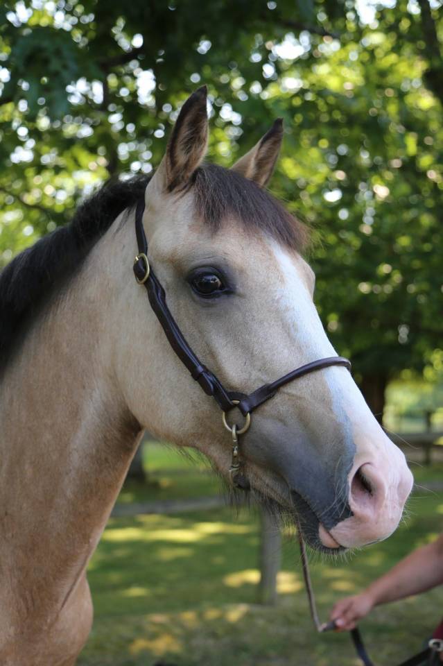 Super ponette 2 ans PFS 