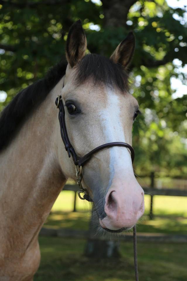 Super ponette 2 ans PFS 