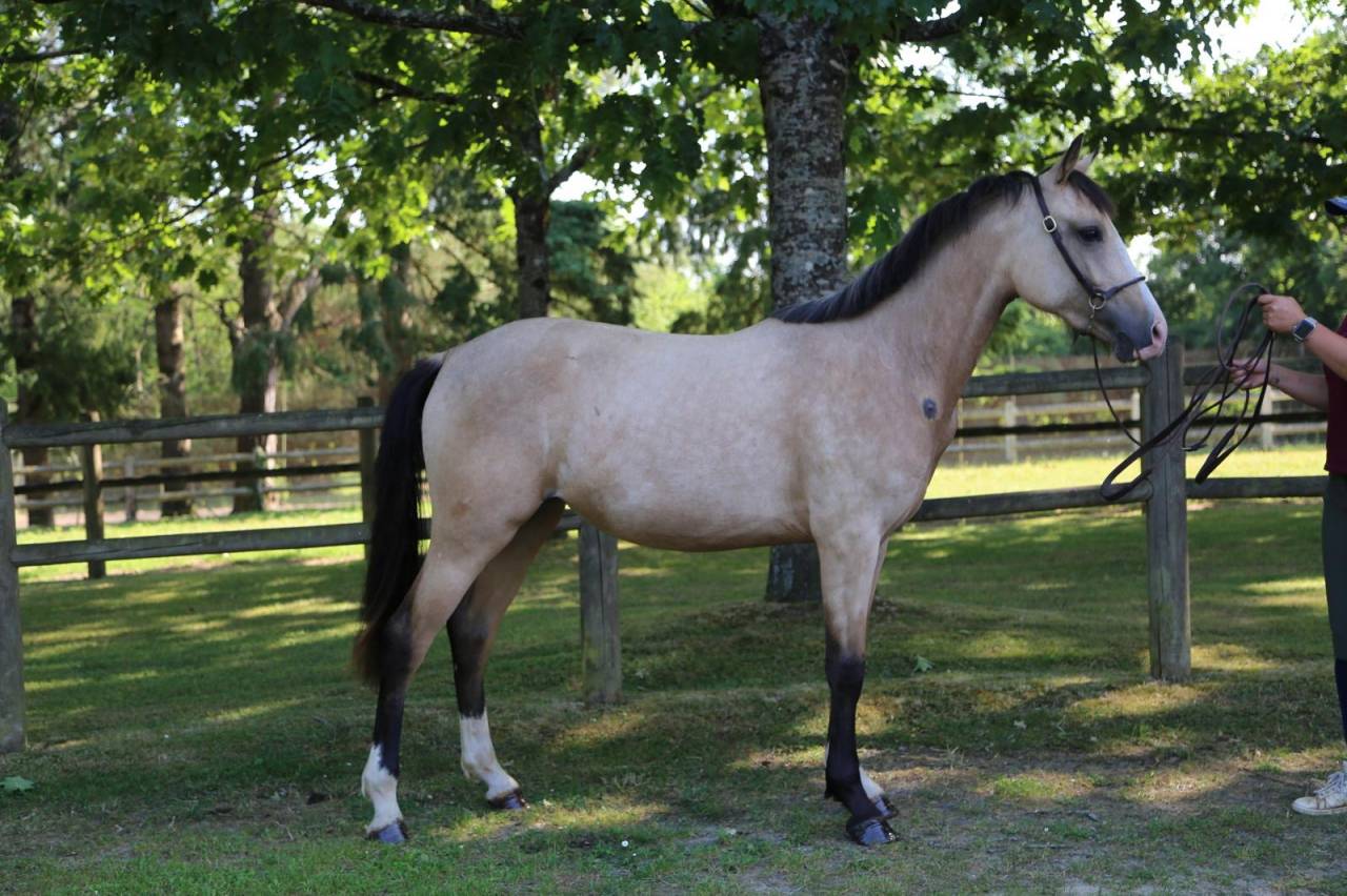 Super ponette 2 ans PFS 