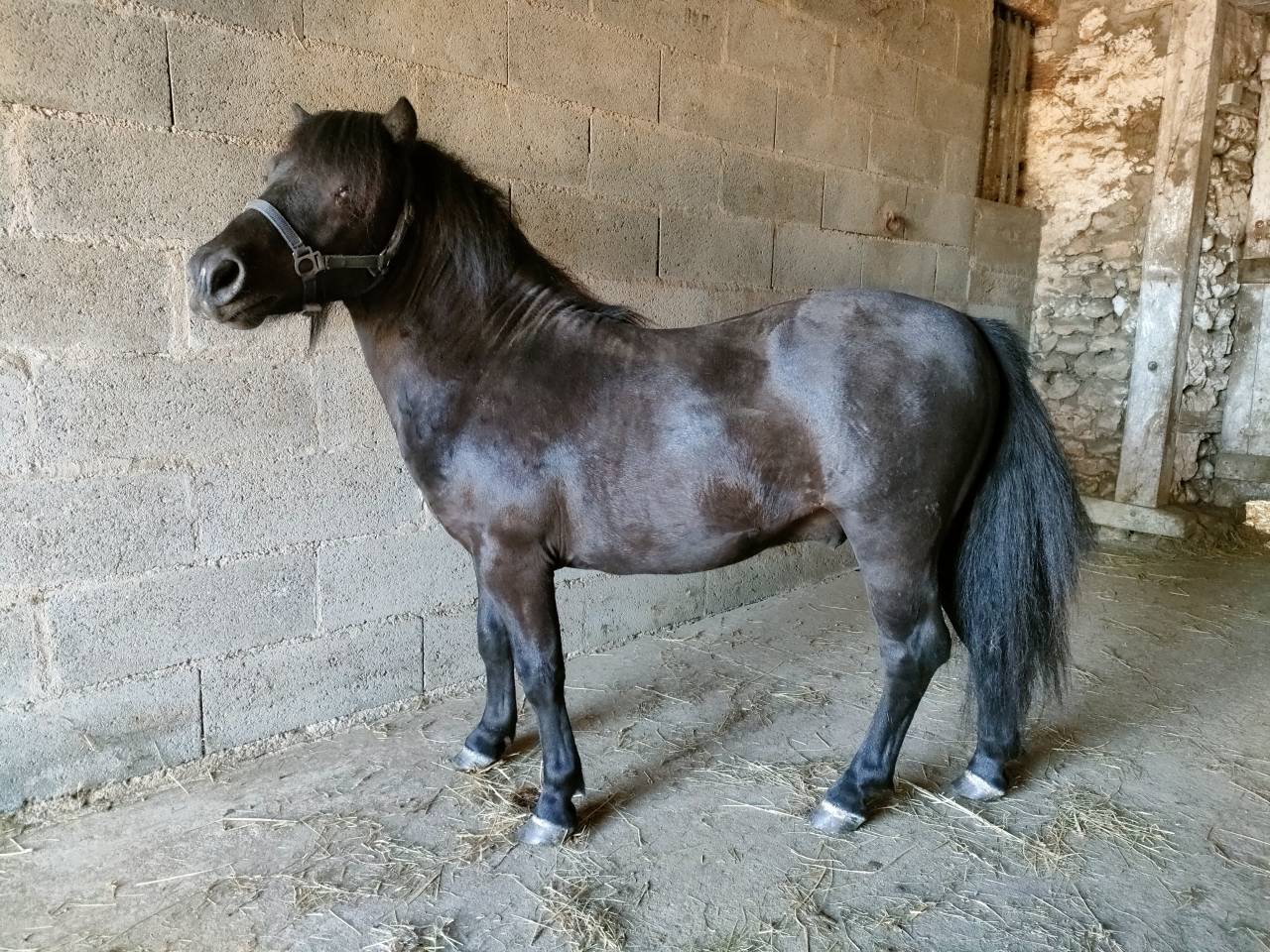 poney SHETLAND