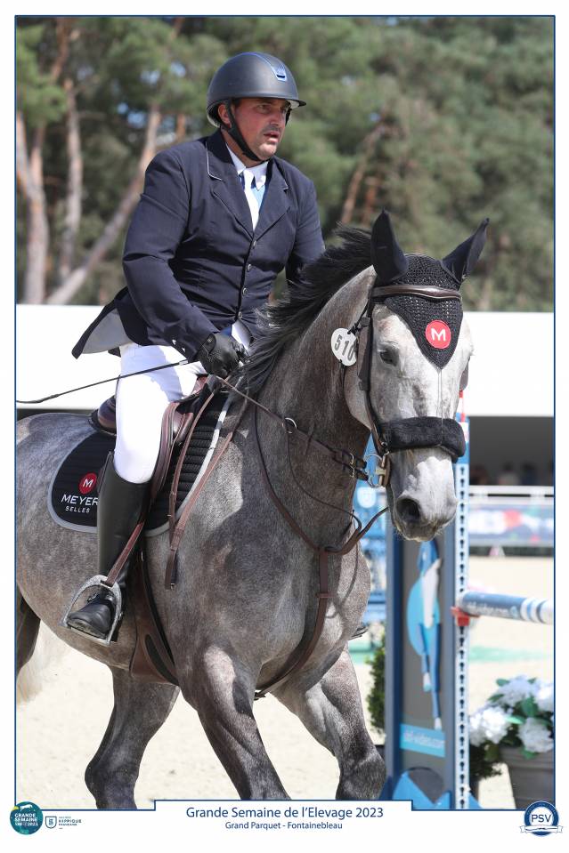 À vendre Hongre gris 8 ans idéal amateur 