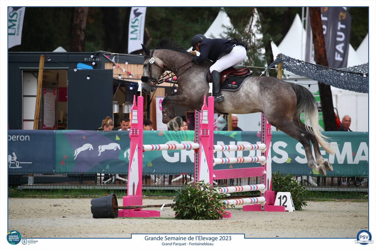 À vendre Hongre gris 8 ans idéal amateur 