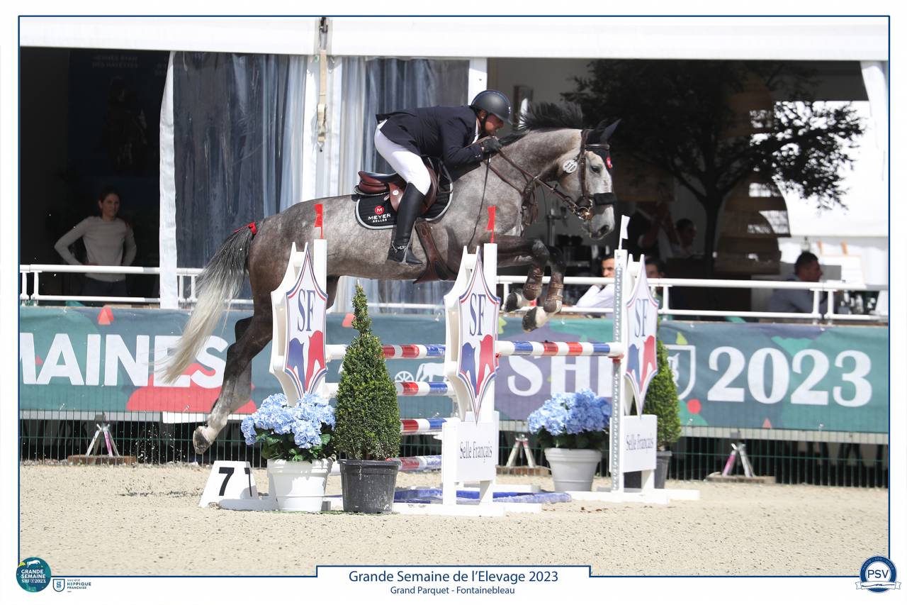 À vendre Hongre gris 8 ans idéal amateur 