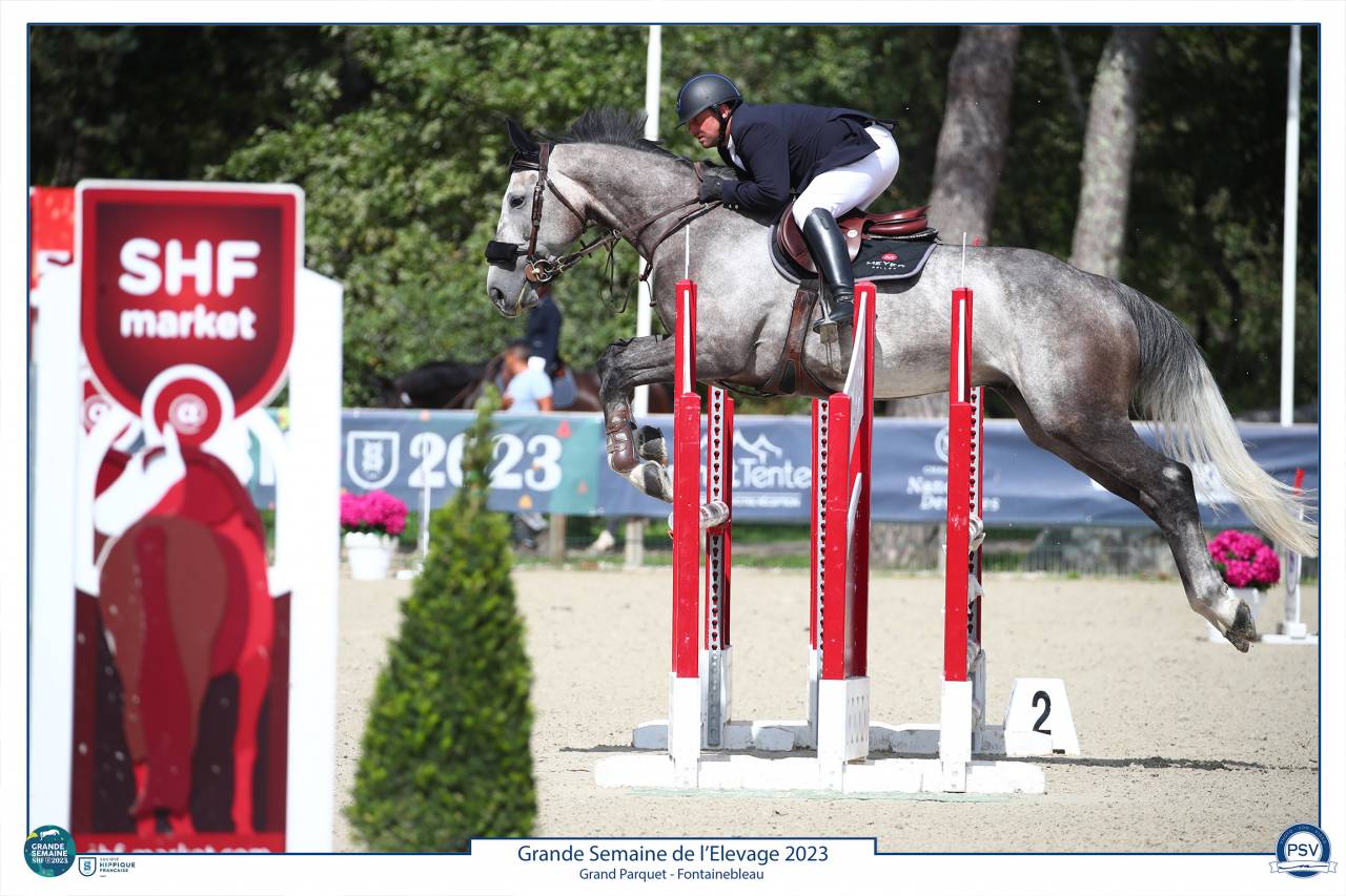 À vendre Hongre gris 8 ans idéal amateur 