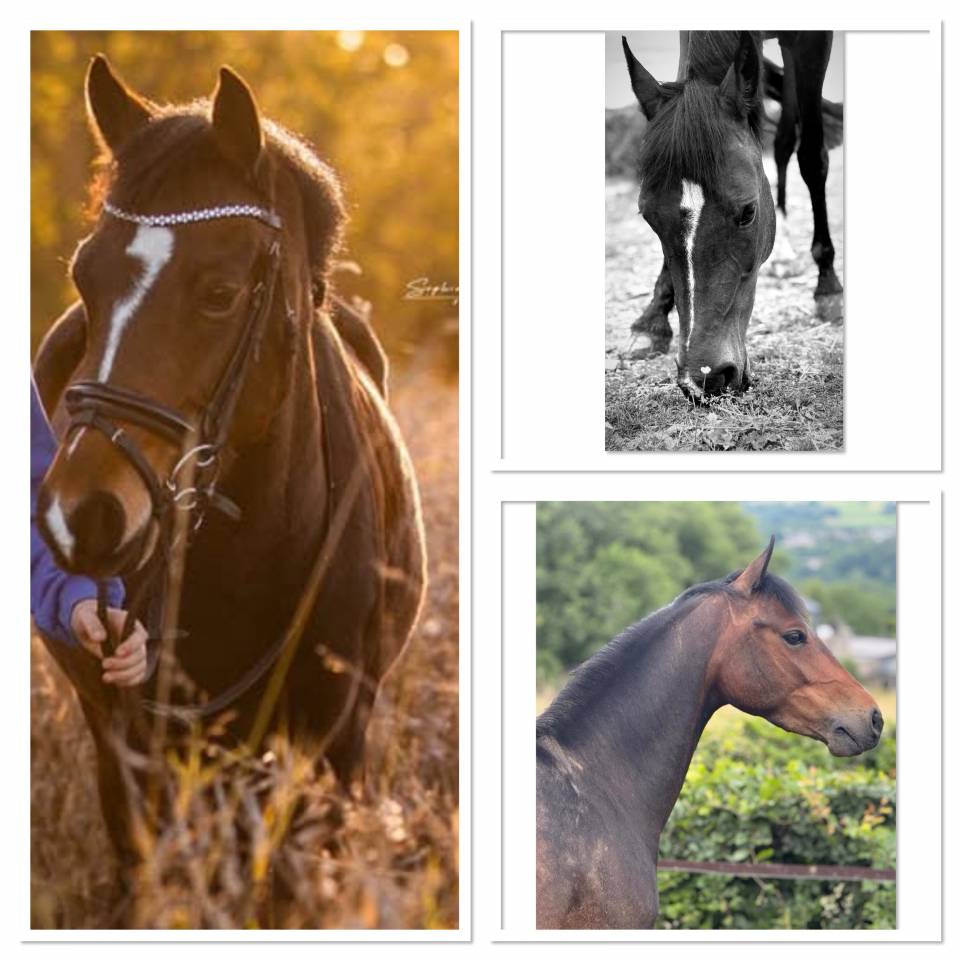 À VENDRE — Ponette D d’exception pour le sport 