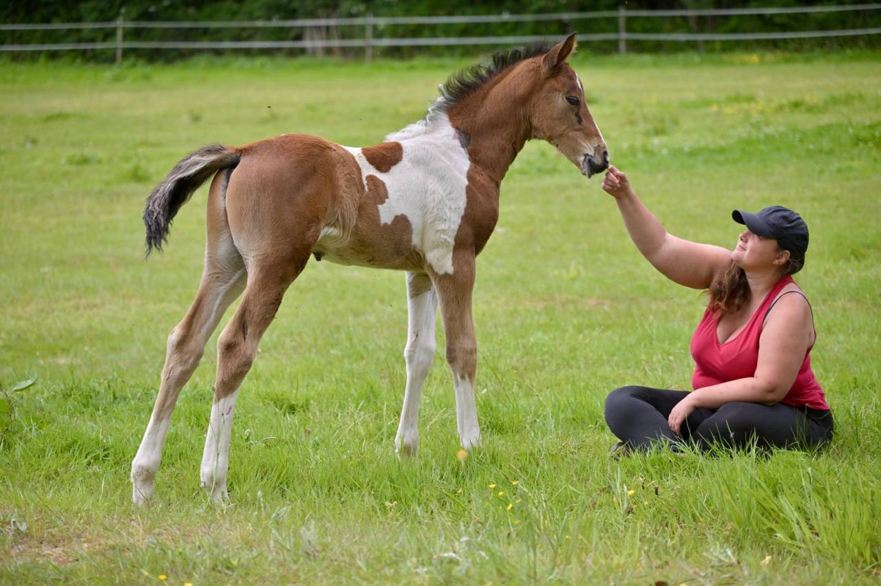 Poulain male pie Impérial D'aurice x Arktos