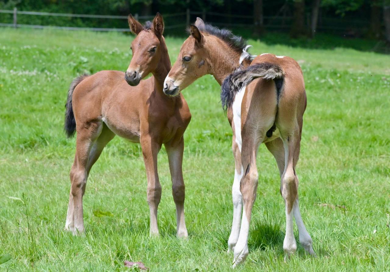 Poulain male pie Impérial D'aurice x Arktos