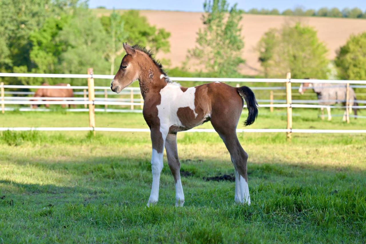 Poulain male pie Impérial D'aurice x Arktos