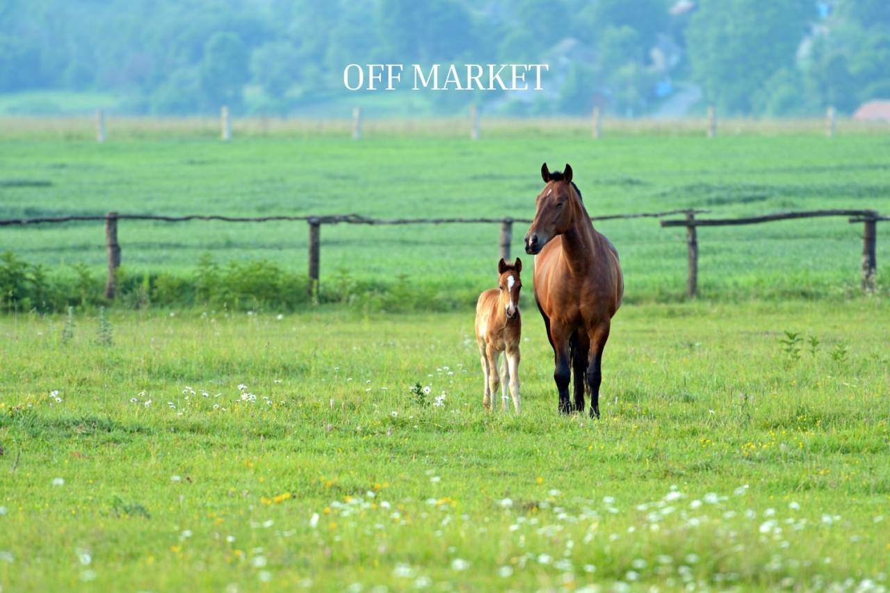 Structure équestre en activité de plus de 50ha 