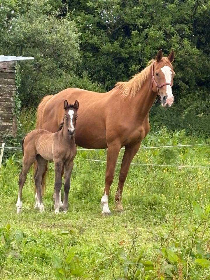 A vendre pouliche par Untouchable M