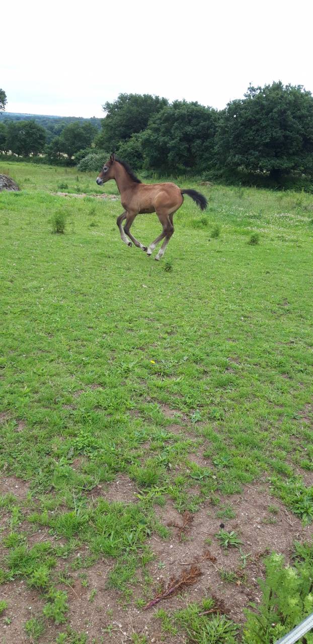 A vendre pouliche par Untouchable M