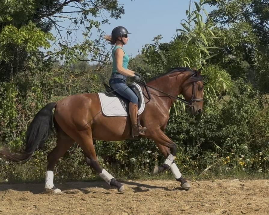  hongre lusitanien polyvalent