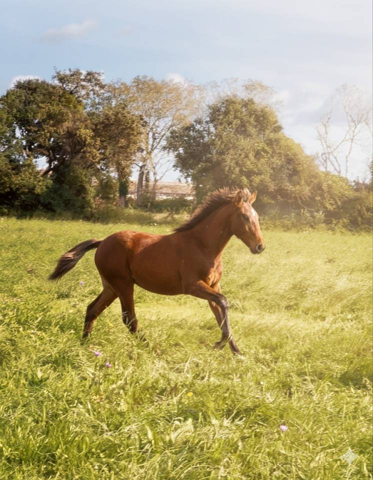 Poulain pp lusitanien