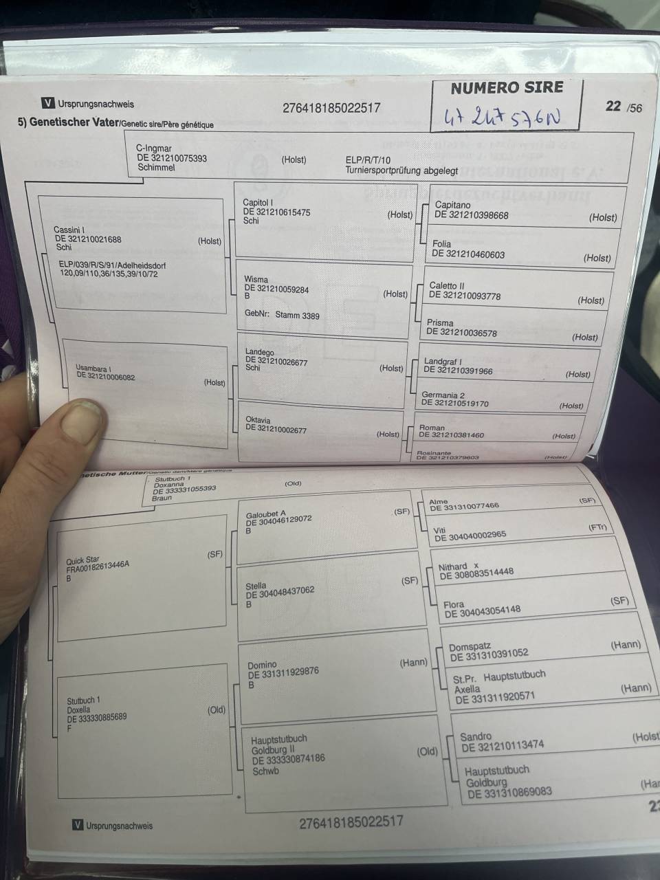 Jument oldenburg 8 ans, 174 ,classée 140