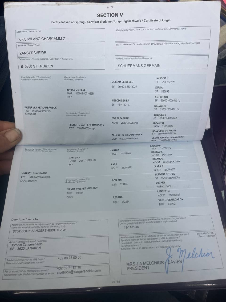 HONGRE ZANGERSHEIDE 9 ans 171cm cso 150