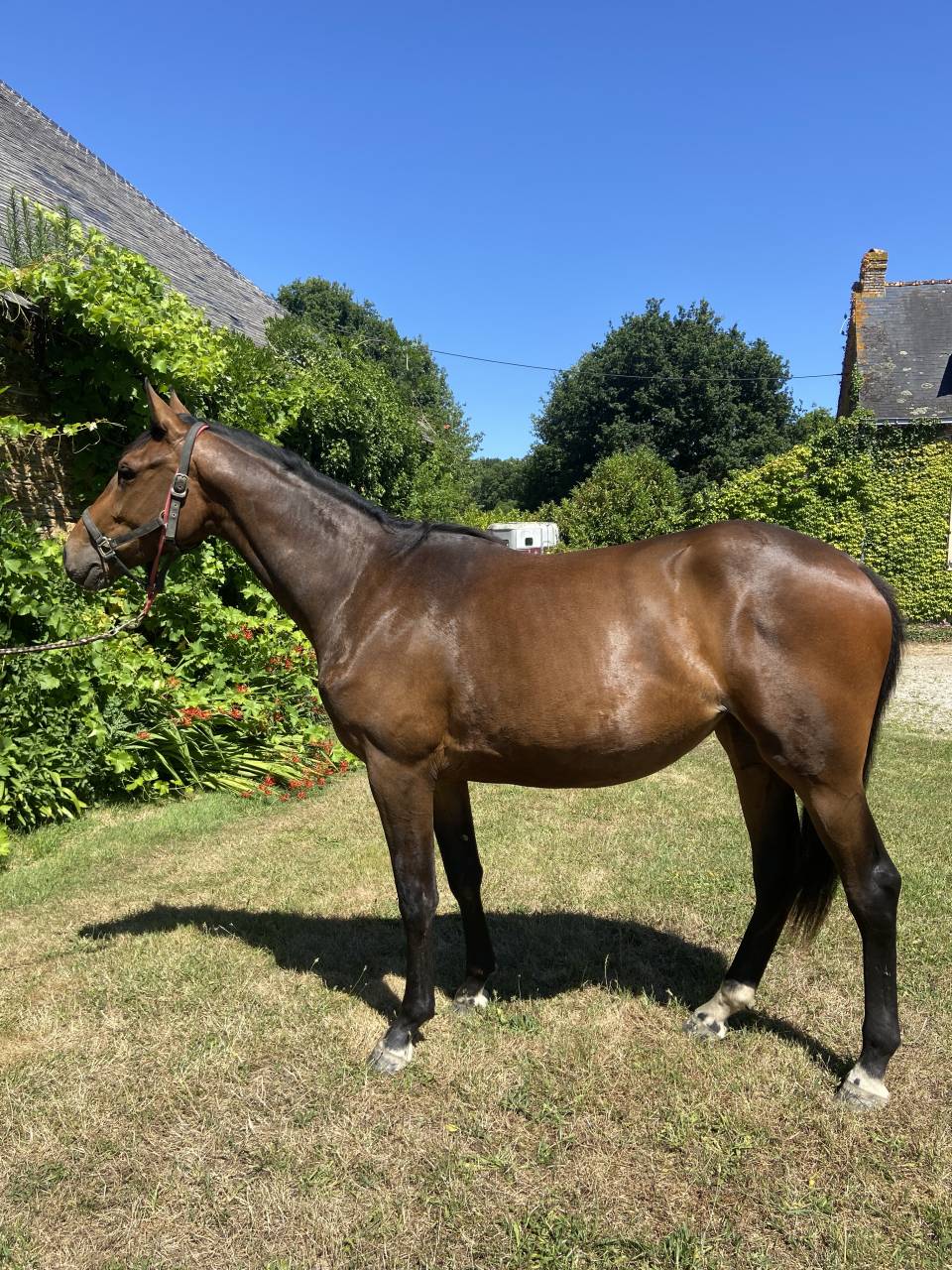 Casallo Z, 2 ans, magnifique pouliche