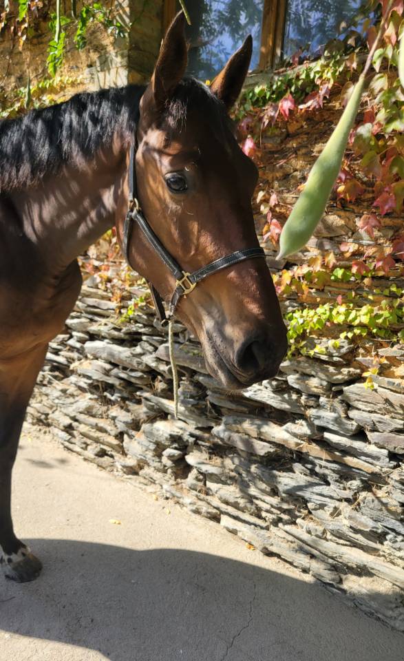 Casallo Z, 2 ans, magnifique pouliche