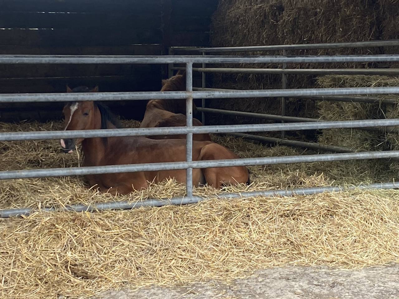 Stalle 8 X 5m à louer 4350 Remicourt 