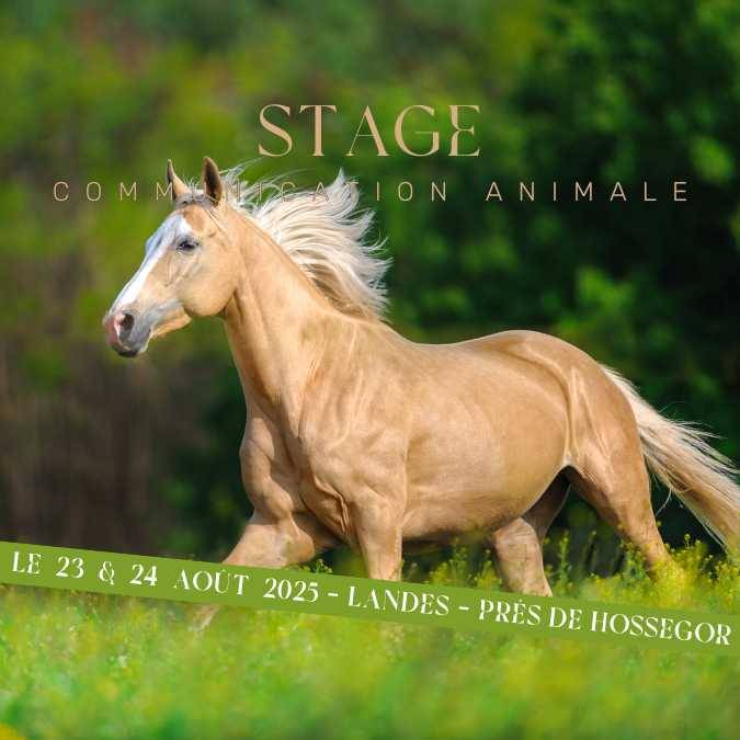 Stage Communication animale (Landes) avec les chevaux