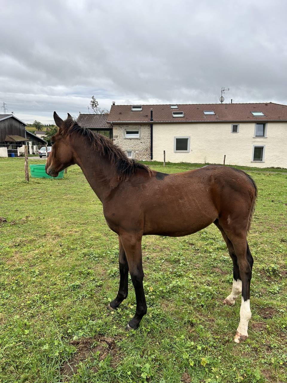 Mâle par Dollar du Rouet x Dollar du Mûrier 