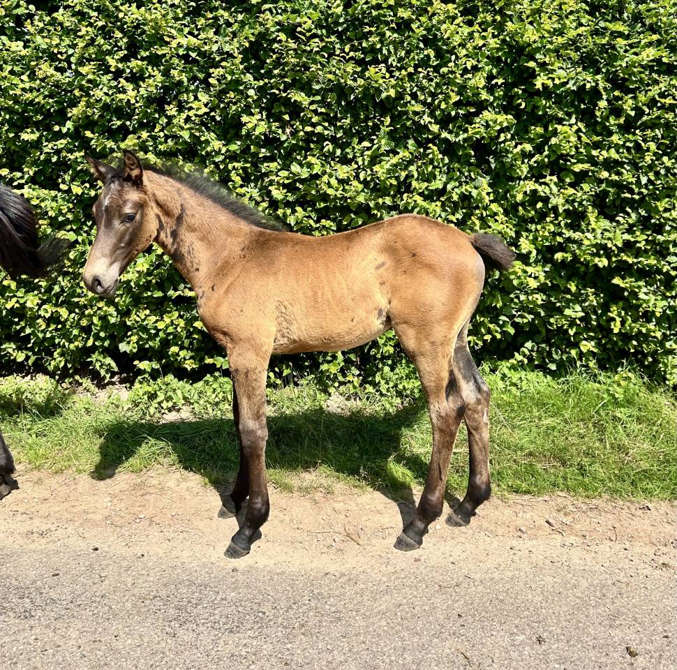 Mâle par Toèmme de Regor Z (Chacco Blue) x Canturo 