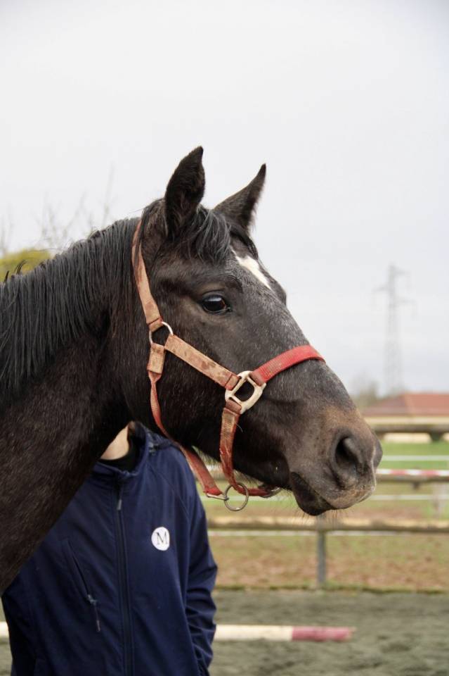 Pouliche par Hotshot CDL (Cicero Z) x Balou du rouet 