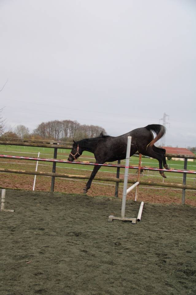 Pouliche par Hotshot CDL (Cicero Z) x Balou du rouet 