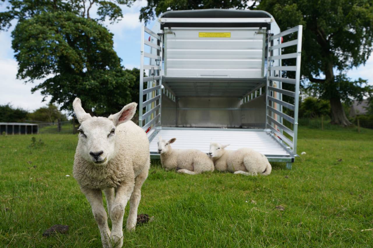 BETAILLERE - IFOR WILLIAMS - TA 510G - PLANCHER A MOUTON AMOVIBLE - 3 ESSIEUX