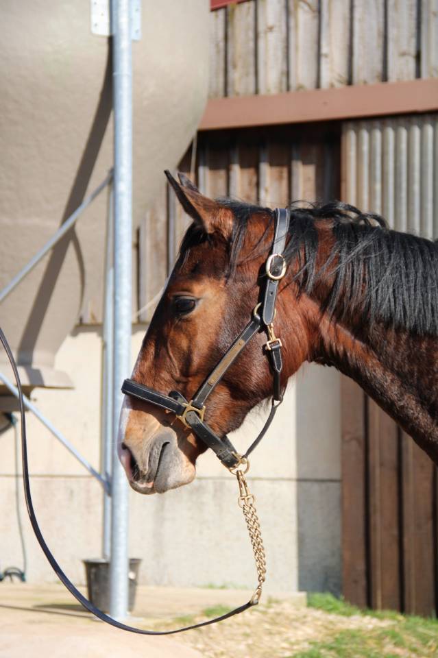 Jument Qlassic Bois Margot x Dollar du Murier 