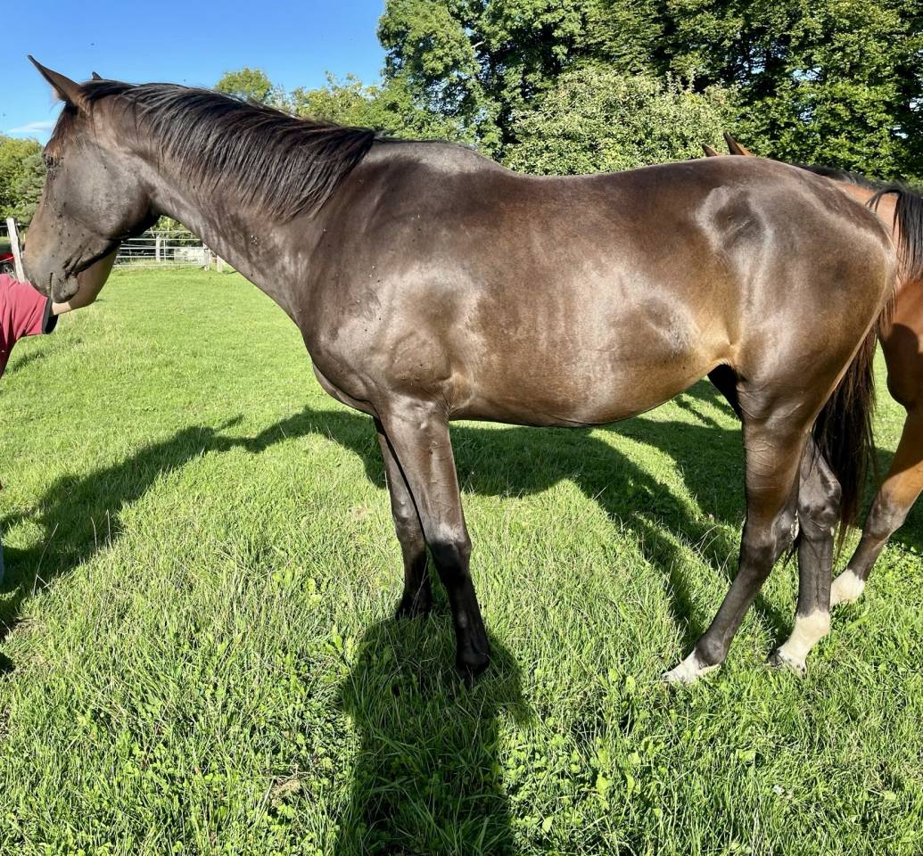 Jument El Barone 111 Z x Balou du Rouet