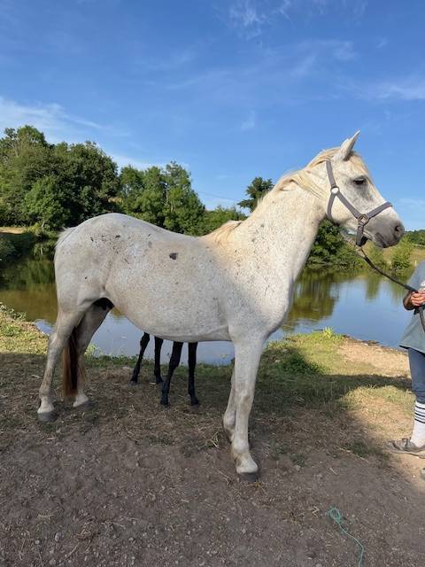 PONEY CONNEMARA POULINIERE 