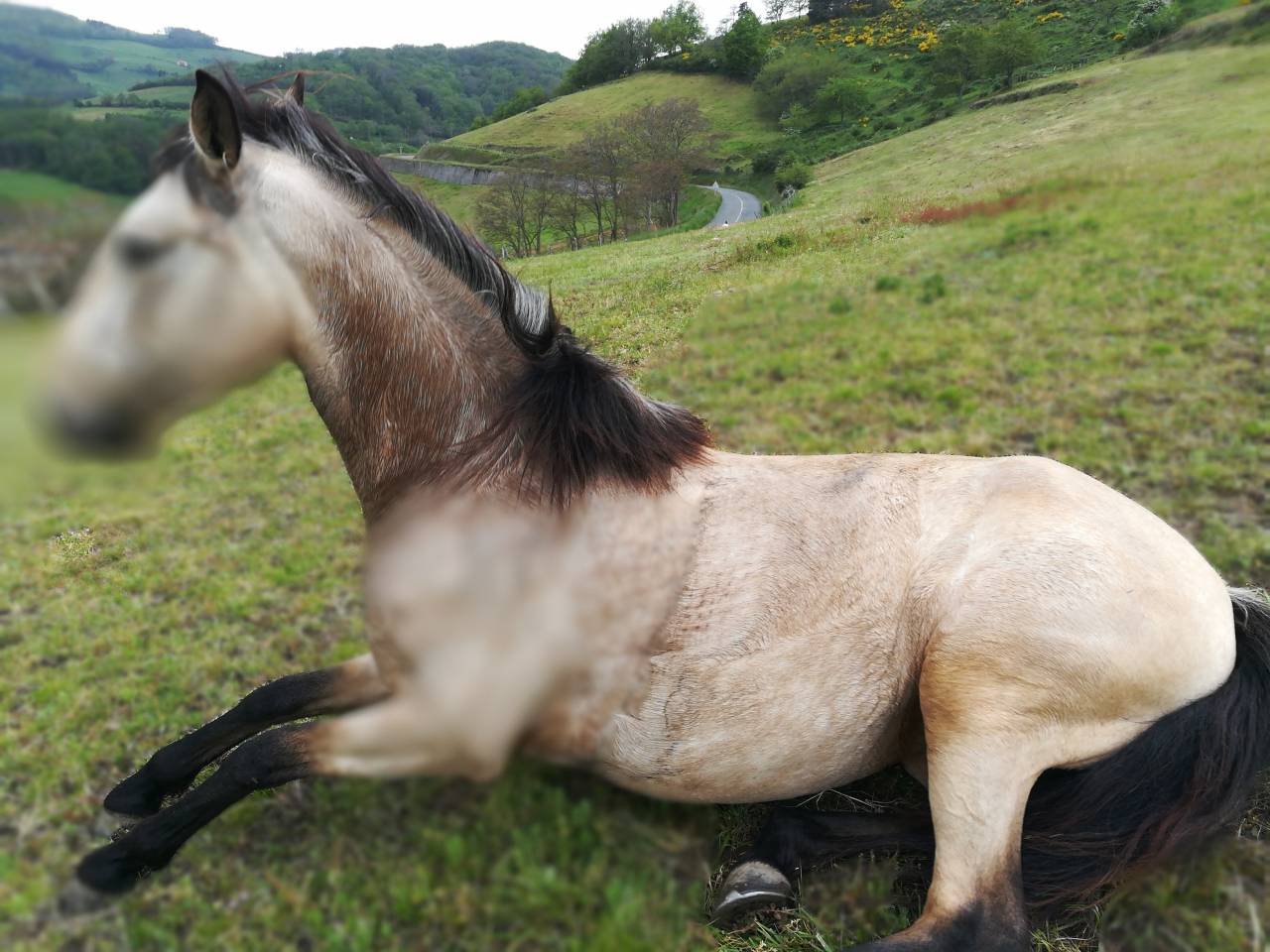 jument lusitanienne isabelle  plein papier