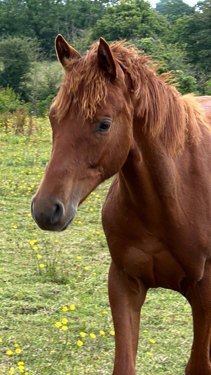 Hongre de deux ans ( Narcos II x Lando )