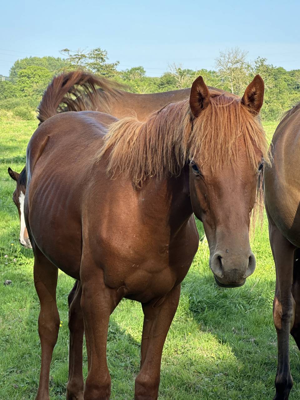 Hongre de deux ans ( Narcos II x Lando )
