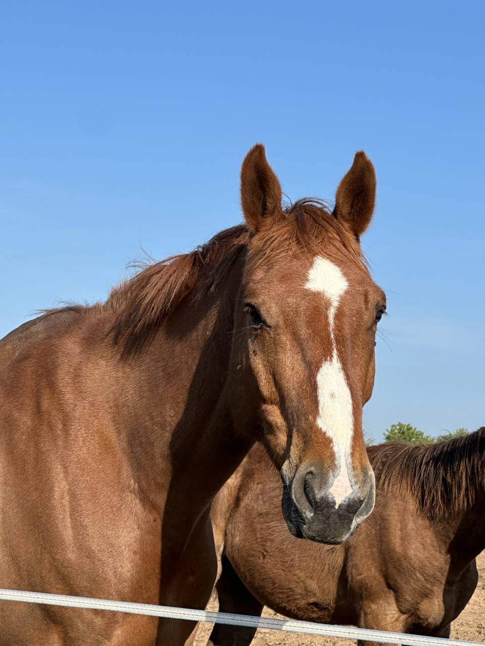 Hongre de 7ans gros potentiel 