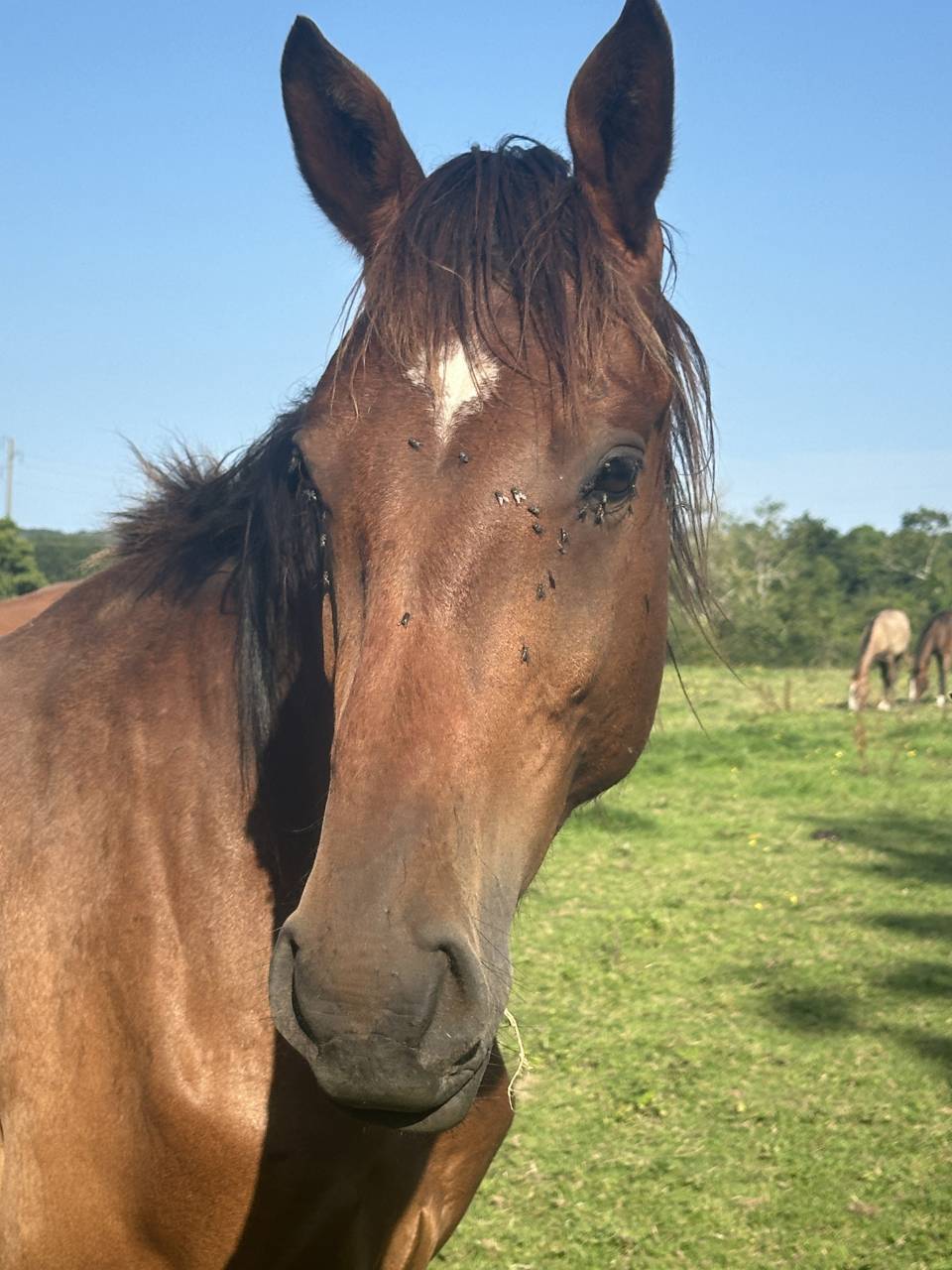 Hongre de trois ans par Trésor Mail
