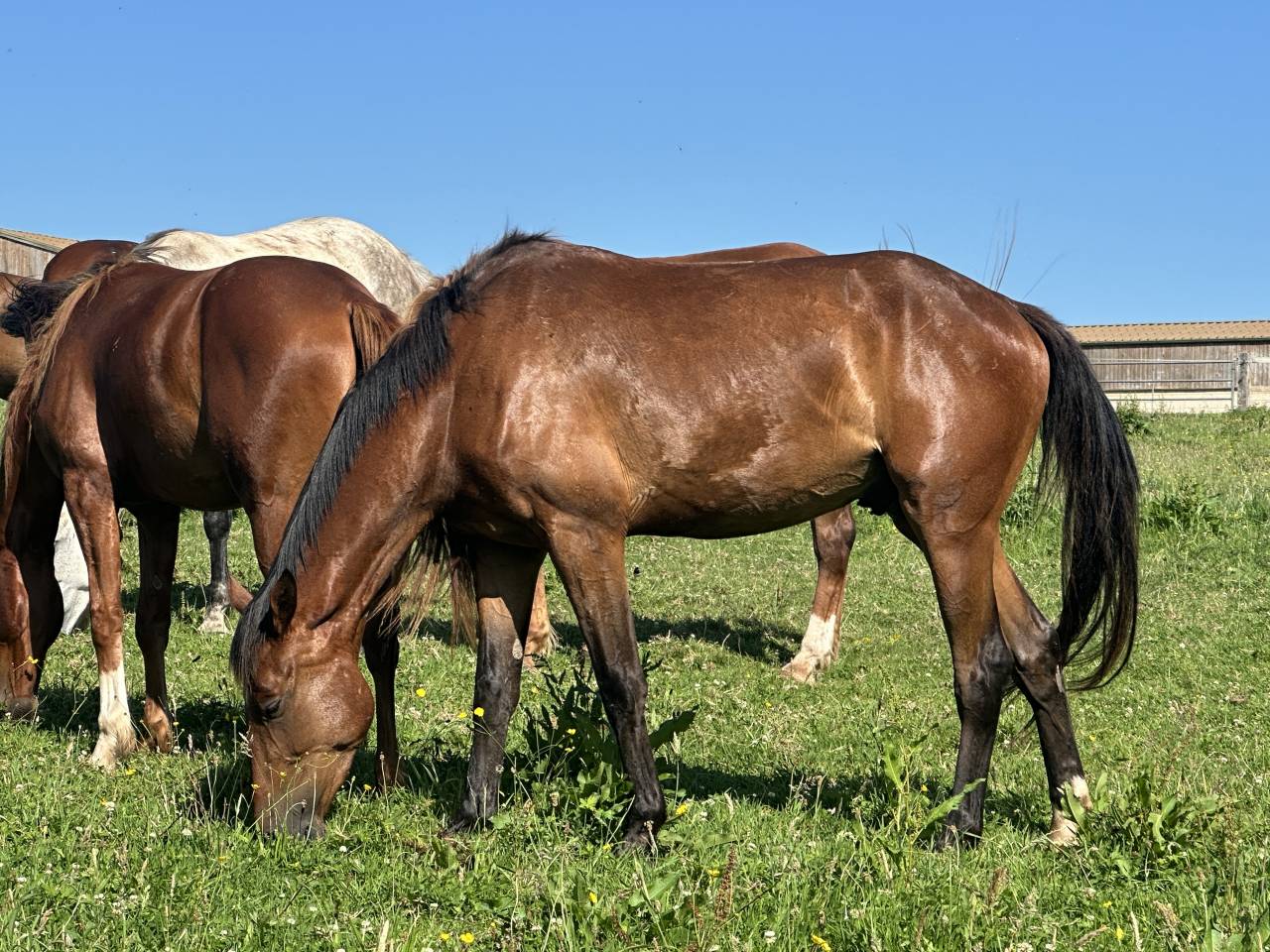 Hongre de trois ans par Trésor Mail