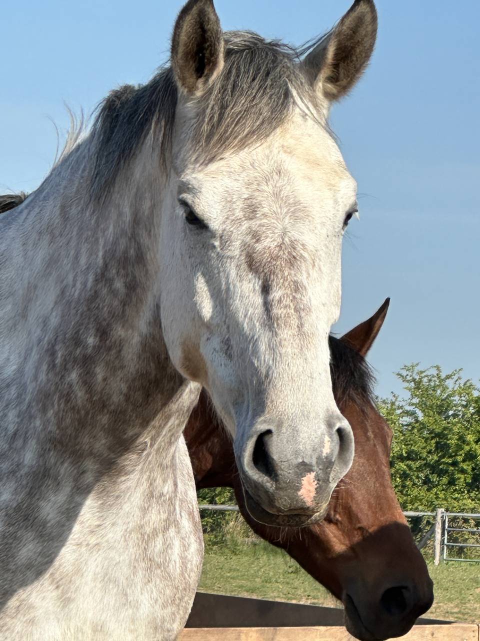 Poulinière de 6 ans par Utrillo VD Heffinck 