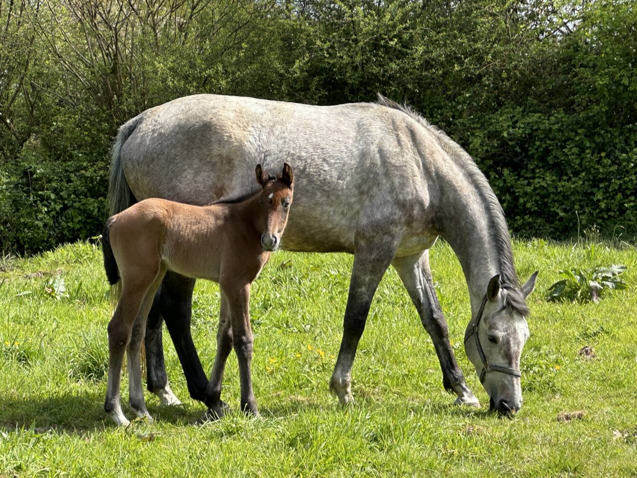 Poulinière de 6 ans par Utrillo VD Heffinck 