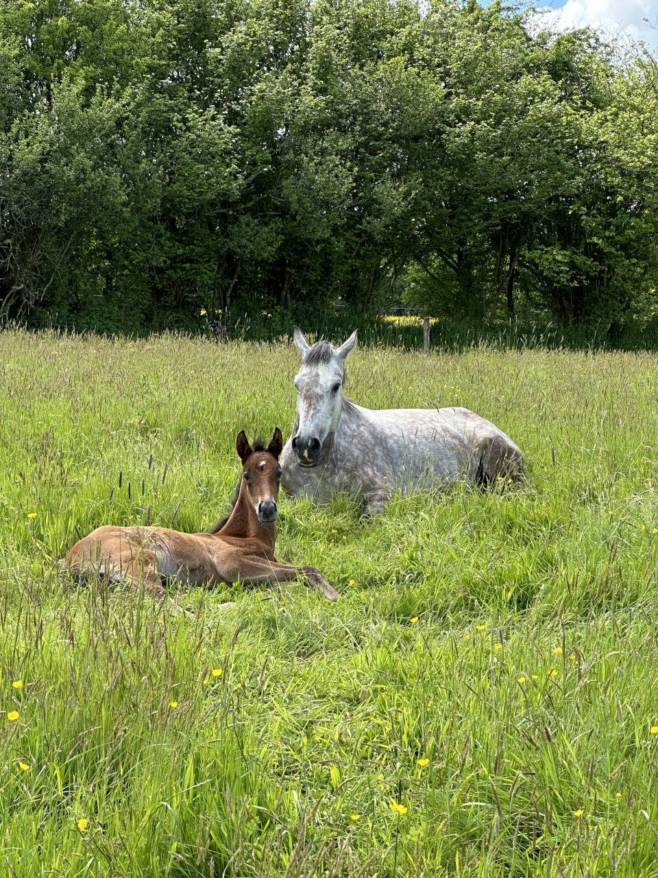 Poulinière de 6 ans par Utrillo VD Heffinck 